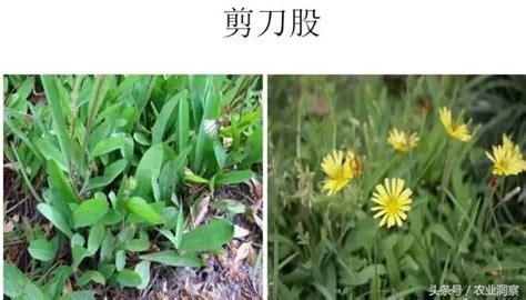 雜草 花|認識雜草篇